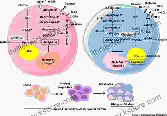 Cancer Cells Exhibit Altered Metabolic Pathways Compared To Healthy Cells Summary Of: Cancer As A Metabolic Disease By Dr Thomas Seyfried On The Origin Management And Prevention Of Cancer : Including Texts By Dominic D Agostino And Travis Christofferson