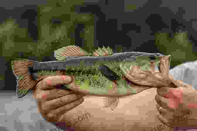 Largemouth Bass Diet Bass Fishing: Tips And Tricks For Catching Largemouth Bass (Fishing Guide Freshwater Fishing Bass Fishing How To Fish Fishing Tackle)